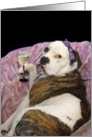 Happy Birthday Olde English bulldogge card