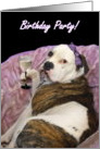 Birthday Party Olde English bulldogge card