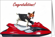 Congratulations Jack Russel Terrier card