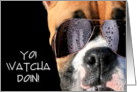 hello boxer dog in sunglasses card