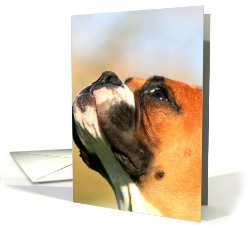 Happy Birthday Boxer card (442072)