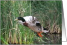 Mallard Duck in flight card