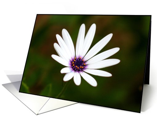 White Daisy Flower card (443745)