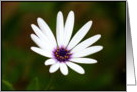 White Daisy Flower card