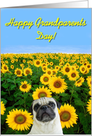 Happy Grandparents Day pug card