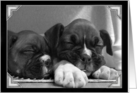 Boxers sleeping card