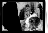 Cool Boxer pup card