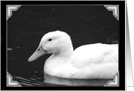 White duck card