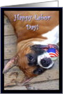 Happy Labor Day boxer card