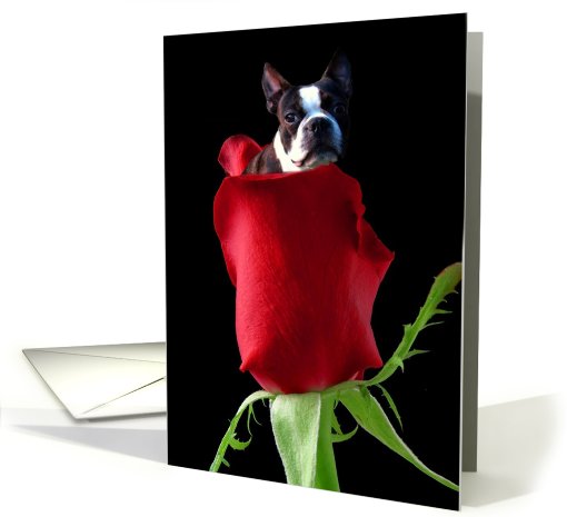 Happy Birthday Boston Terrier with Rose card (446838)