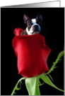 Happy Birthday Boston Terrier with Rose card