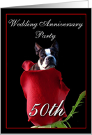 50th wedding anniversary invitation Boston Terrier card