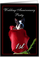 1st wedding anniversary invitation Boston Terrier card