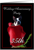 35th wedding anniversary invitation Boston Terrier card