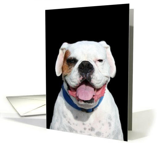 White Boxer Dog card (475329)