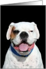 White Boxer Dog card