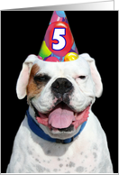 Happy 5th Birthday White Boxer Dog card