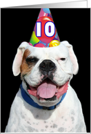 Happy 10th Birthday White Boxer Dog card