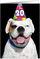 Happy 20th Birthday White Boxer Dog card