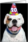 Happy 20th Birthday White Boxer Dog card