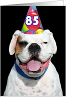 Happy 85th Birthday White Boxer Dog card