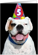 5th Birthday Party Invitation white boxer dog card