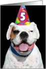 5th Birthday Party Invitation white boxer dog card