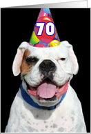 70th Birthday Party Invitation white boxer dog card