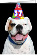 Happy 37th Birthday Boxer Dog card