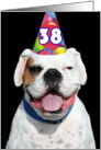 Happy 38th Birthday Boxer Dog card