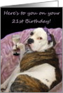 Happy 21st Birthday Old English Bulldogge card