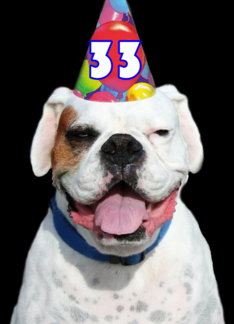 33rd Birthday Party Invitation Boxer