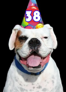 38th Birthday Party Invitation Boxer