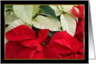 Poinsettias card