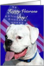 Happy Veterans Day Boxer card