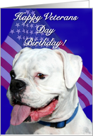 Happy Veterans Day Birthday Boxer card