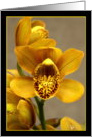 Yellow Orchid card