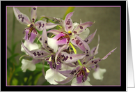 Orchids card