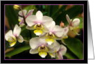 Orchids card