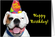 Happy Birthday White Boxer Dog card