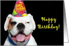 Happy Birthday White Boxer Dog card