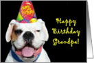 Happy Birthday Grandpa White Boxer Dog card