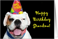 Happy Birthday Grandma White Boxer Dog card