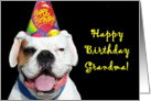 Happy Birthday Grandma White Boxer Dog card