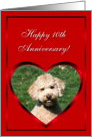 Happy 10th Anniversary Mini Goldendoodle card