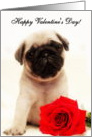 Happy Valentine’s day Pug card