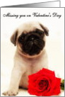 Missing you on Valentine’s day Pug card