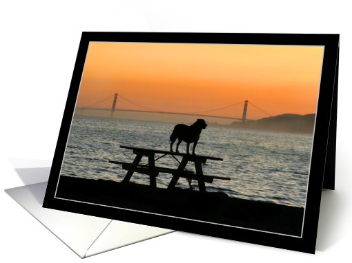 Dog in San Francisco sunset card (556752)
