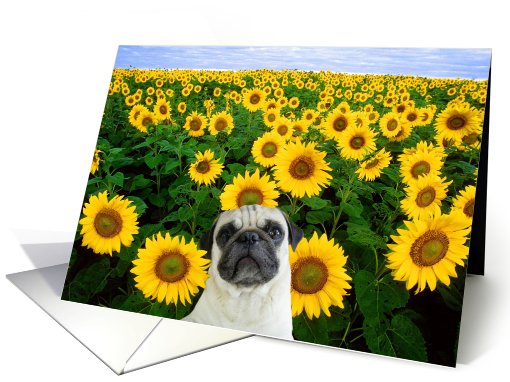 Thank You Pug in Sunflowers card (628052)