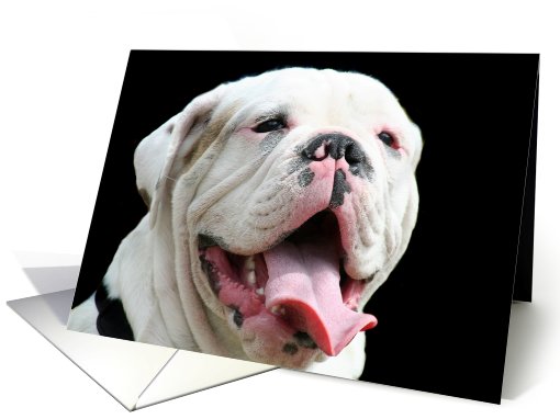 Thank You White Bulldog card (679780)